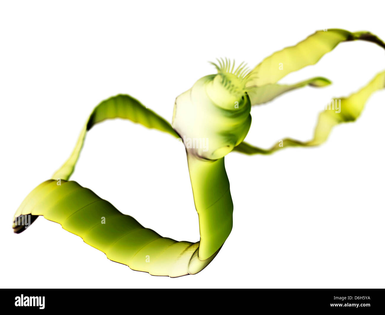 Le ténia, artwork Photo Stock Alamy