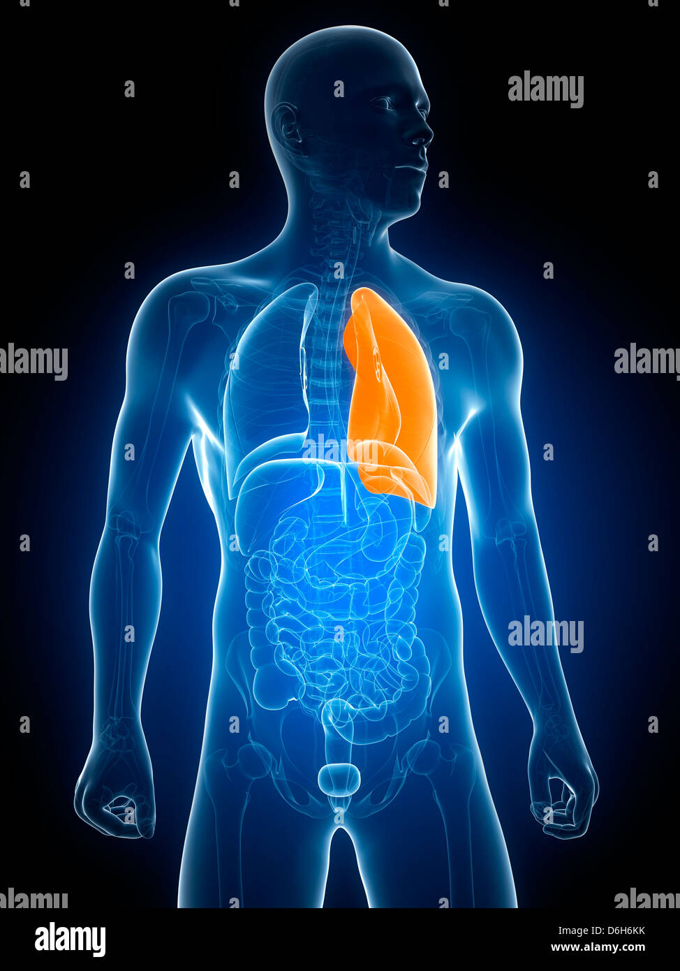 L'oeuvre, de poumons en santé Banque D'Images