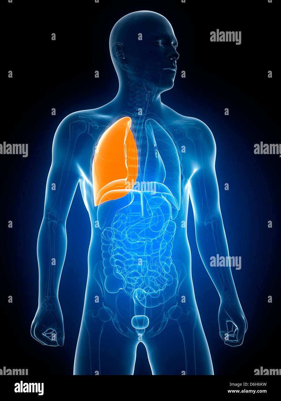 L'oeuvre, de poumons en santé Banque D'Images
