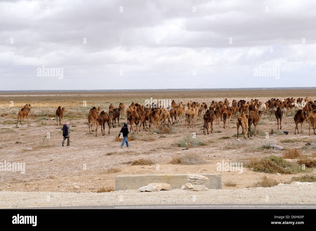 Deux troupeaux de chameaux hommes tunisiens à travers le désert du Sahara en Tunisie Banque D'Images