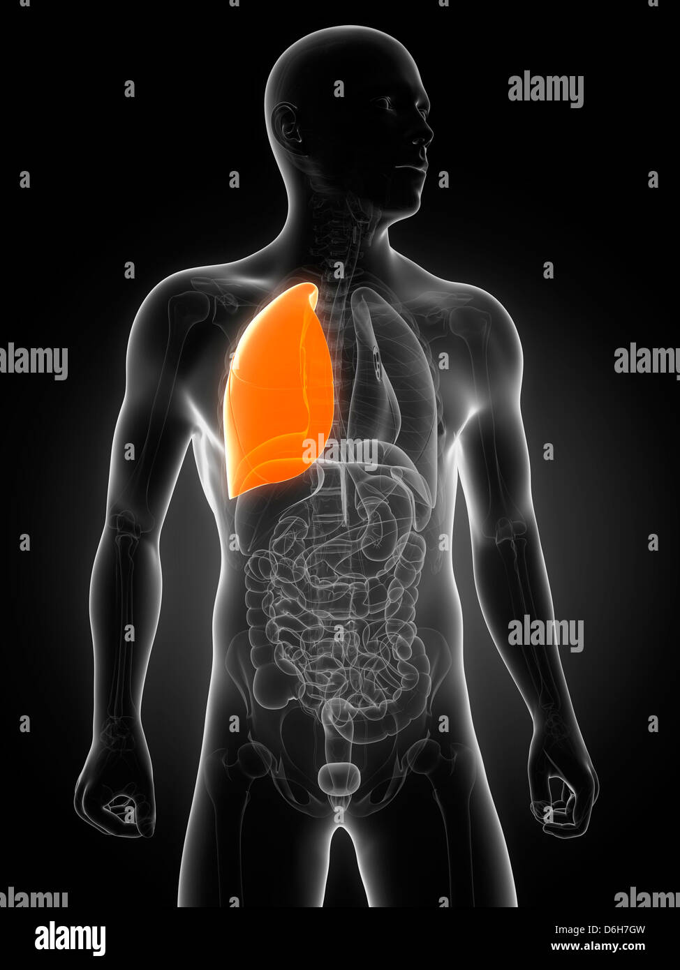 L'oeuvre, de poumons en santé Banque D'Images