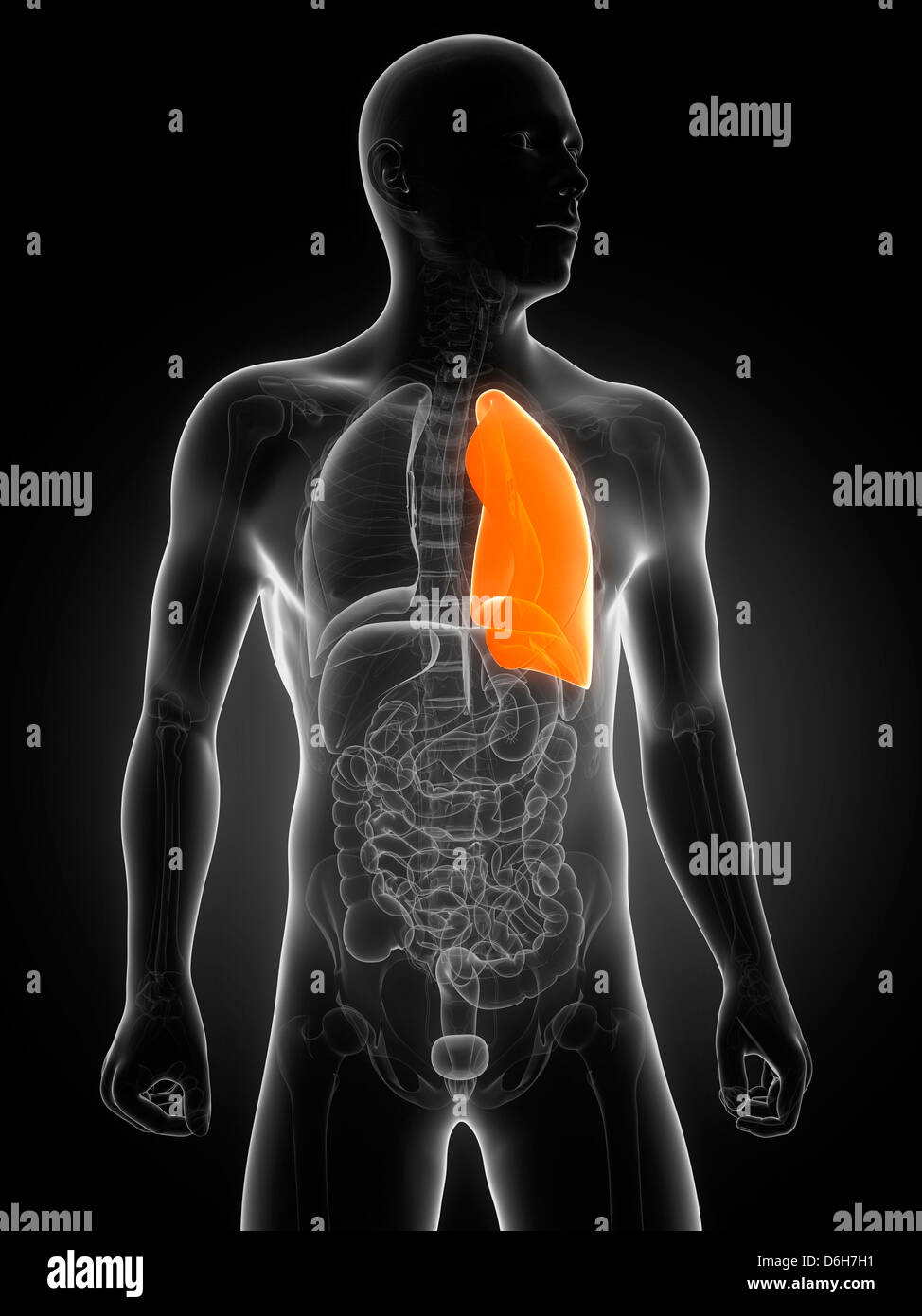 L'oeuvre, de poumons en santé Banque D'Images