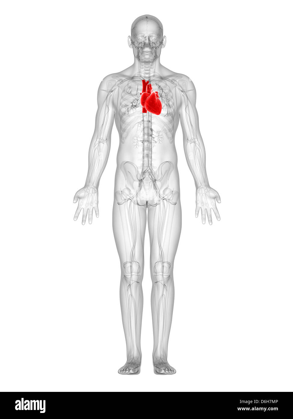 Coeur en santé, artwork Banque D'Images