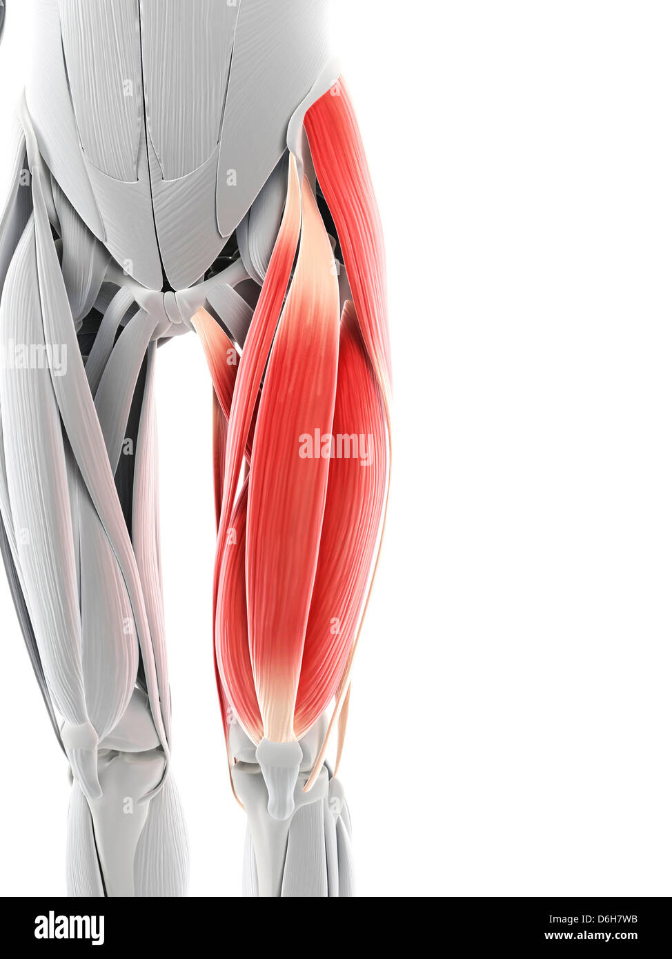 Cuisse muscles, artwork Banque D'Images