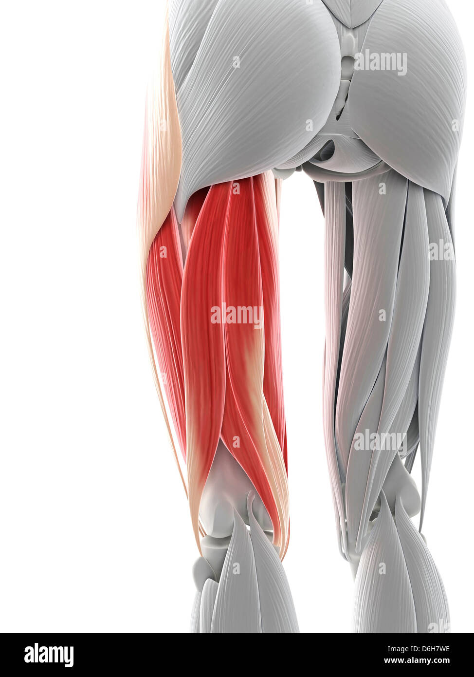 Cuisse muscles, artwork Banque D'Images