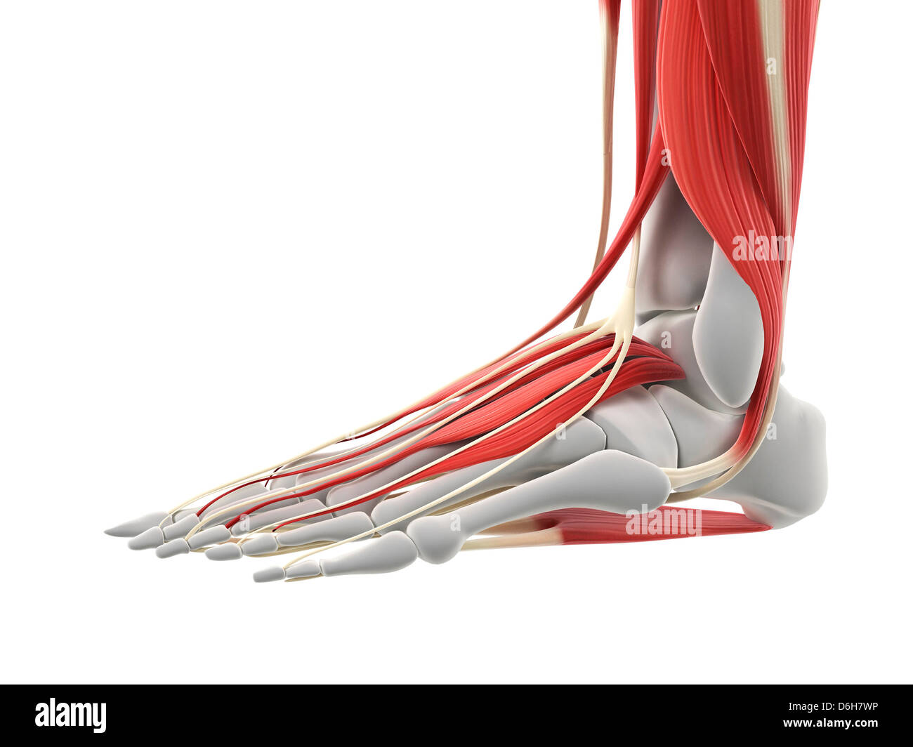 Pied muscles, artwork Banque D'Images Pied muscles, artwork Banque D'Images