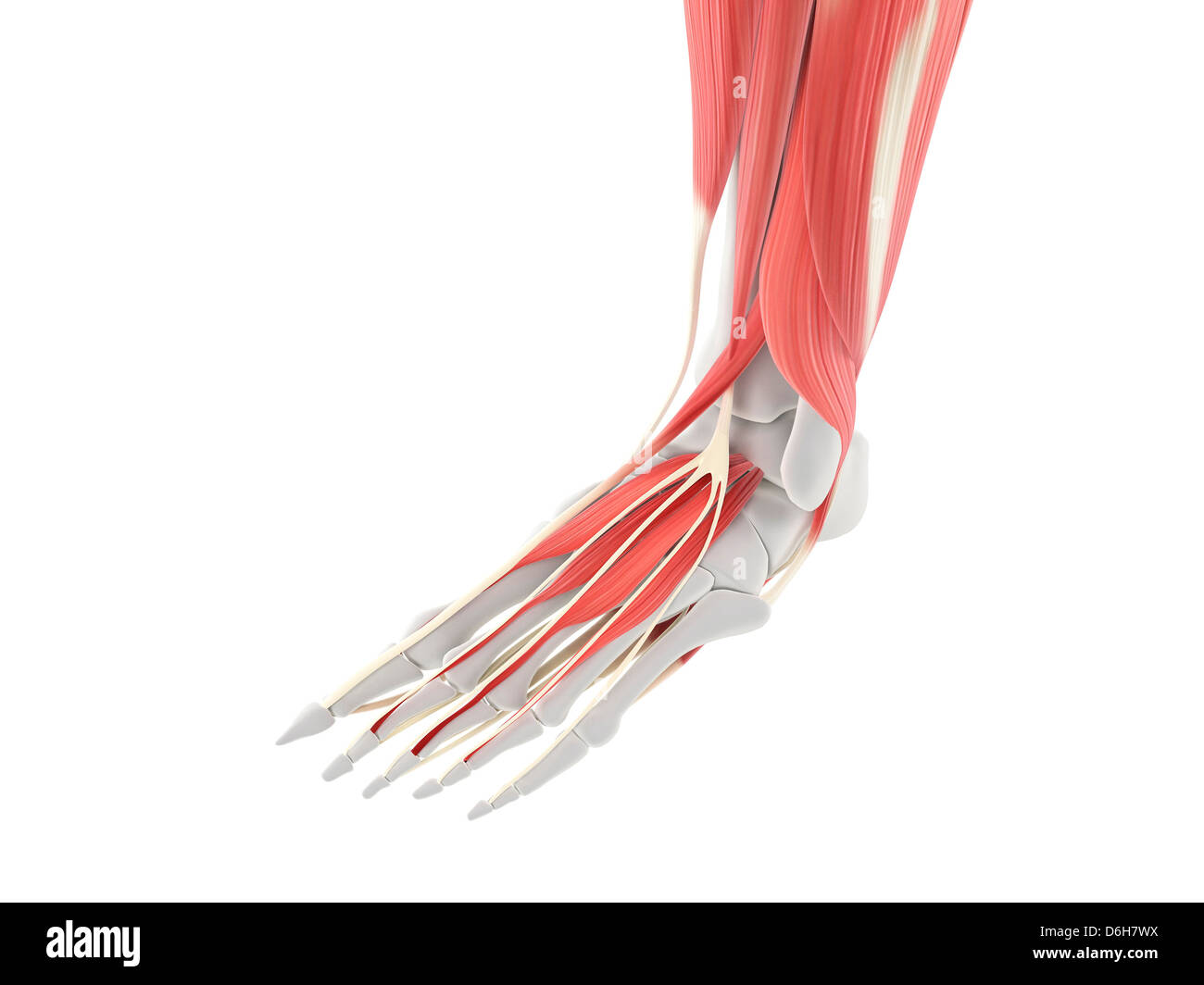 Pied muscles, artwork Banque D'Images Pied muscles, artwork Banque D'Images