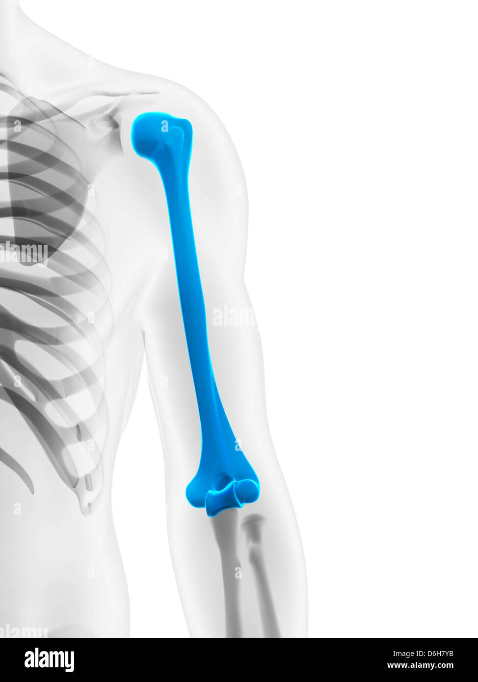 L'os du bras supérieur, artwork Banque D'Images