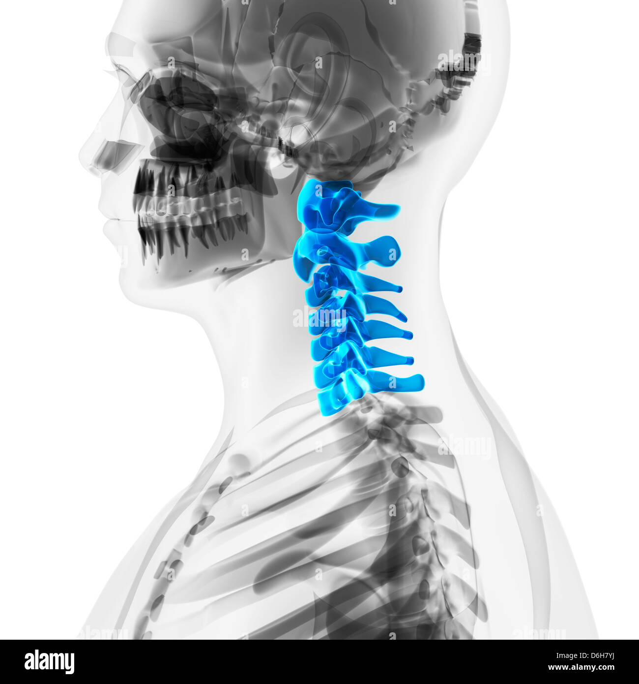 Colonne cervicale, artwork Banque D'Images