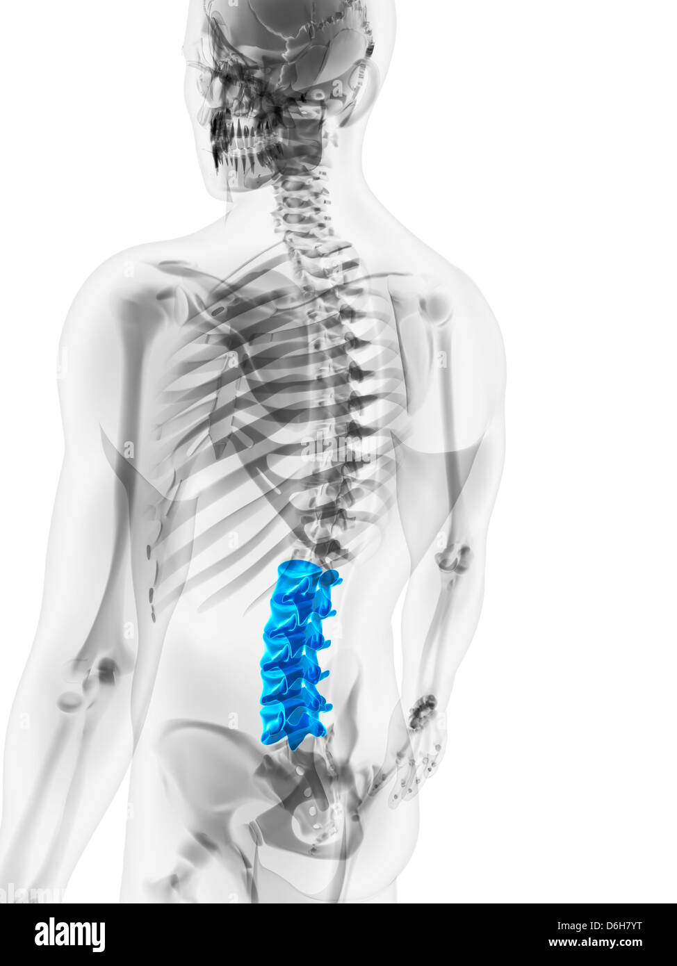 Épine inférieure, artwork Banque D'Images