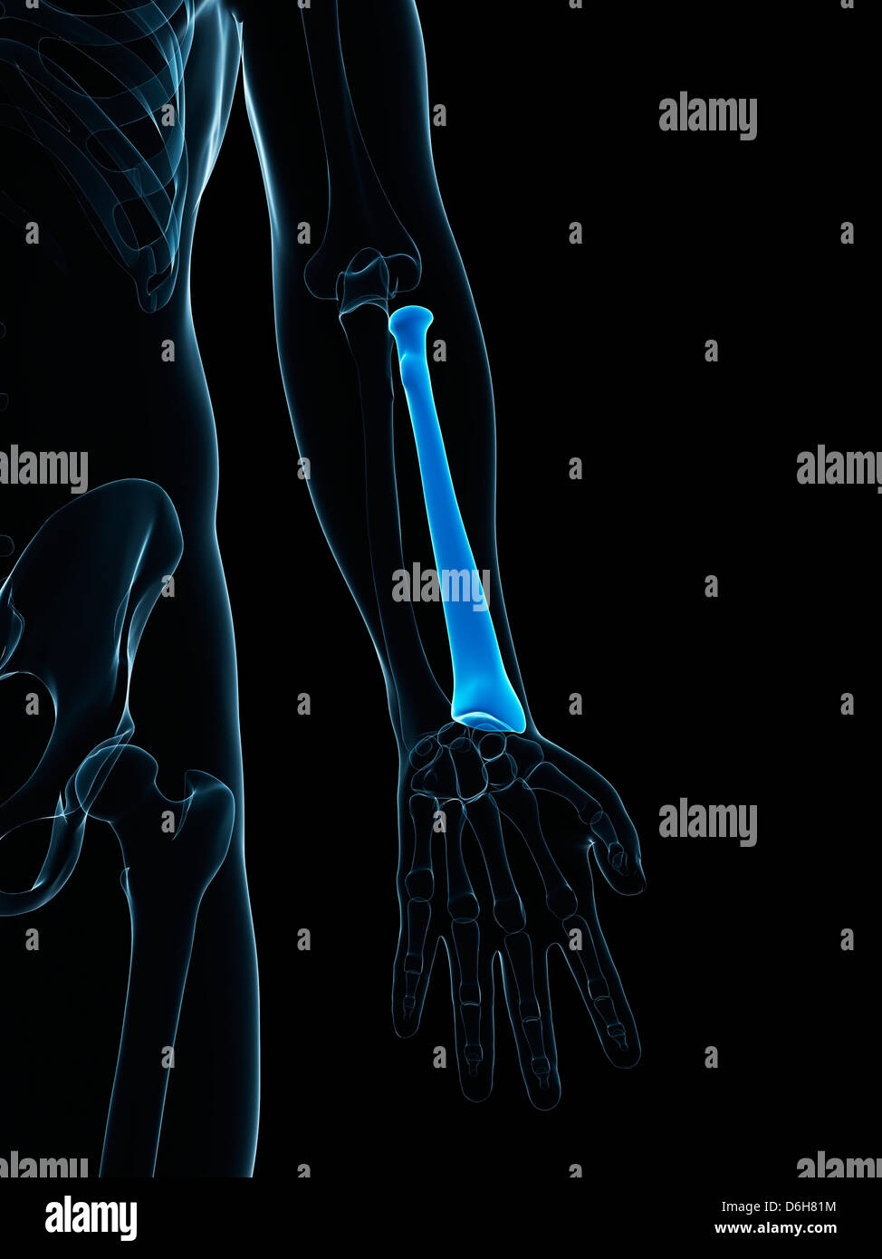 L'os du bras inférieur, artwork Banque D'Images