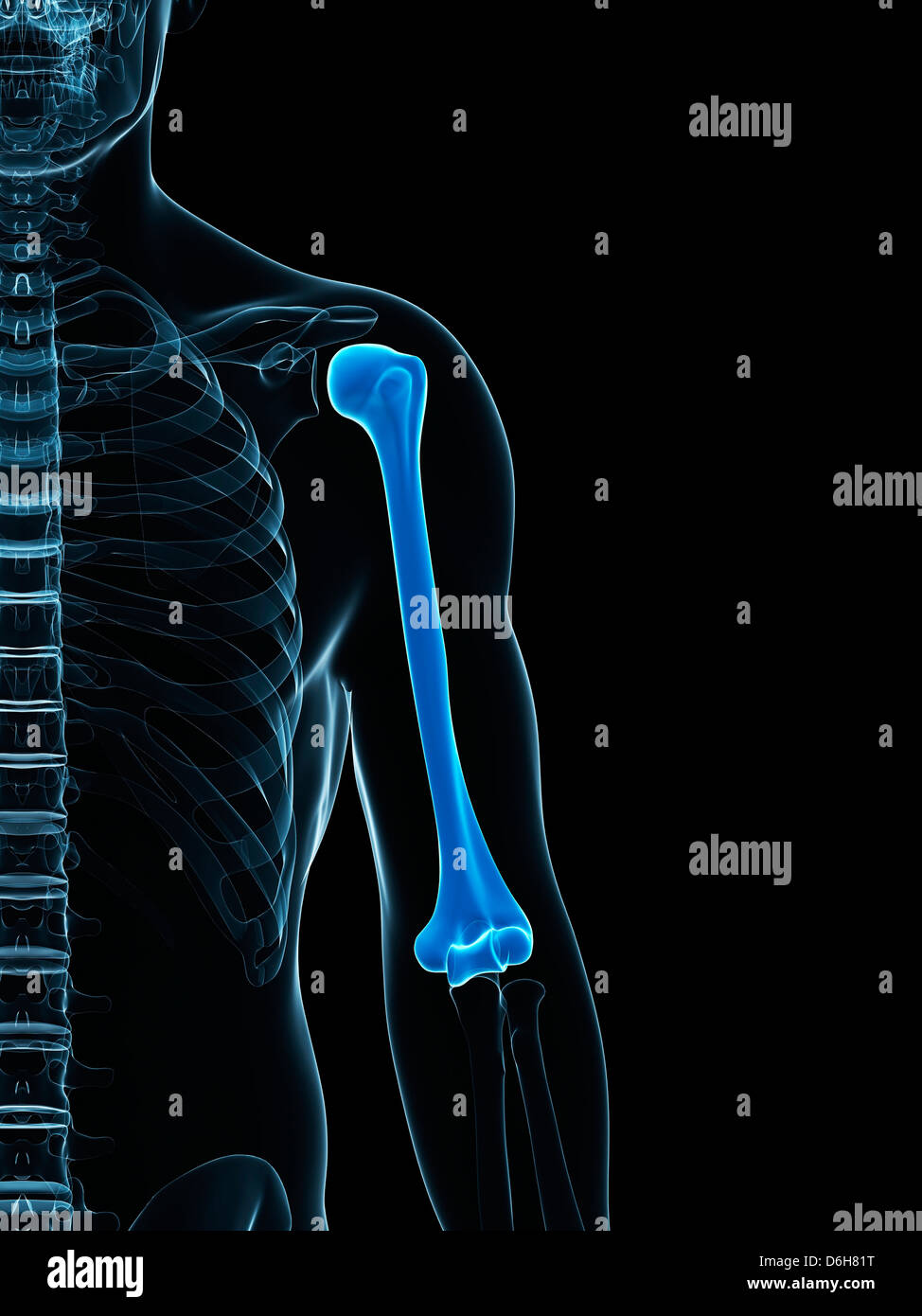 L'os du bras supérieur, artwork Banque D'Images