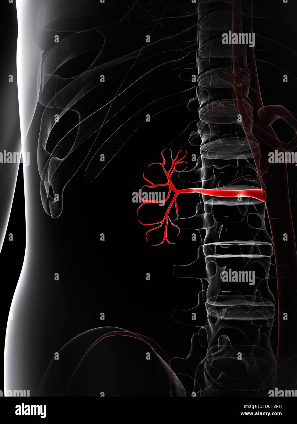 Renal artery Banque de photographies et d’images à haute résolution - Alamy