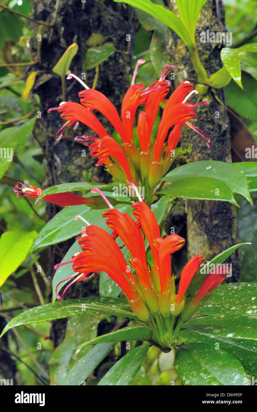 Fleurs rouge vif dans la forêt tropicale. Banque D'Images