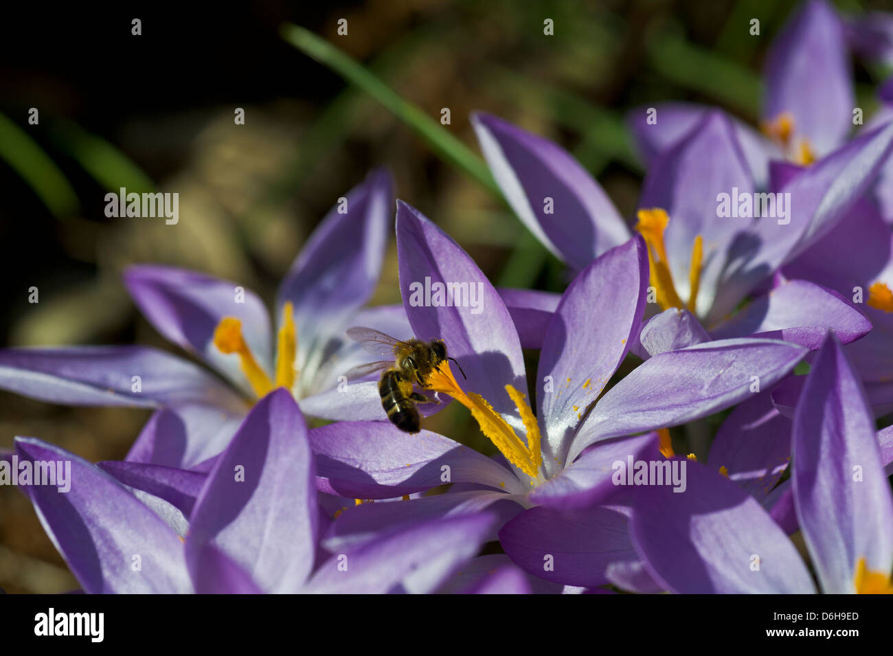 Groupe de fleurs crocus bleu à sun avec abeille pollinisateurs Banque D'Images