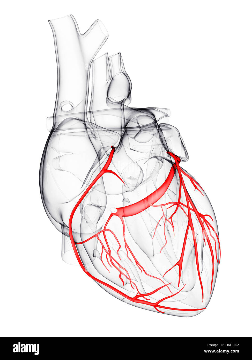 Les artères coronaires, artwork Banque D'Images