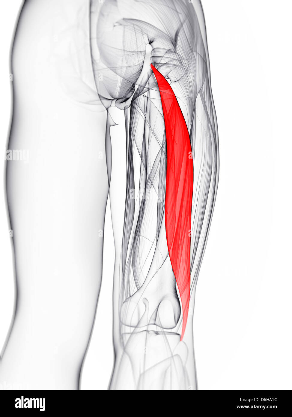 Muscle Biceps Fémoral Banque d'image et photos - Alamy
