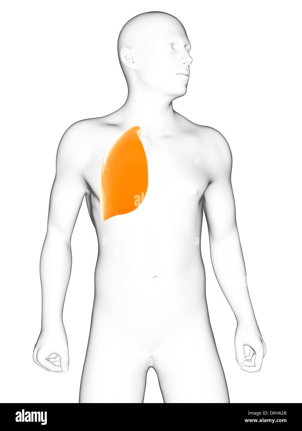 L'oeuvre, de poumons en santé Banque D'Images