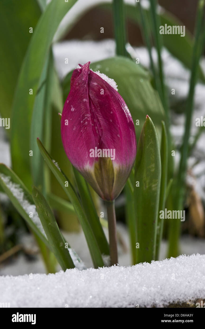 Fleur tulipe rouge à la fin du printemps la neige Banque D'Images