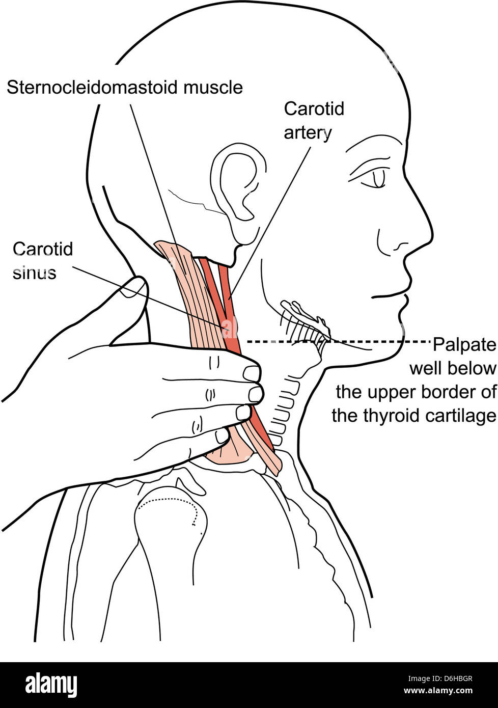 Artère carotide Banque de photographies et d’images à haute résolution Alamy