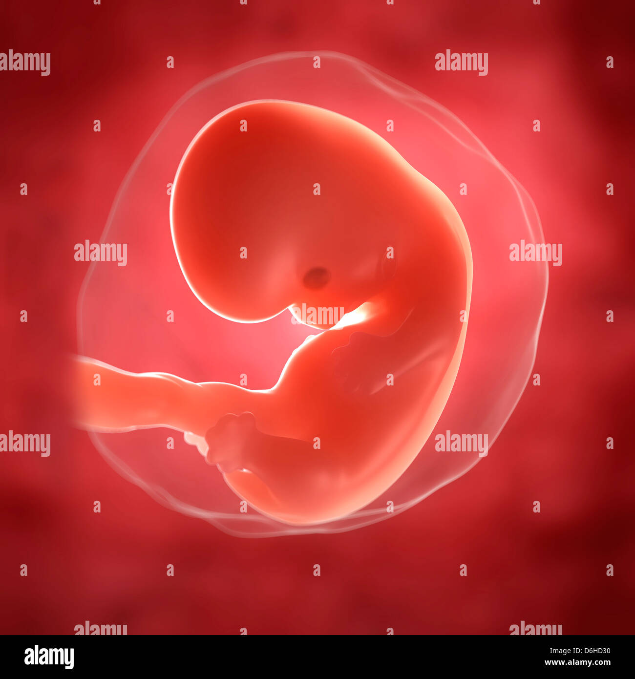 Embryon A 7 Semaines Banque D Image Et Photos Alamy