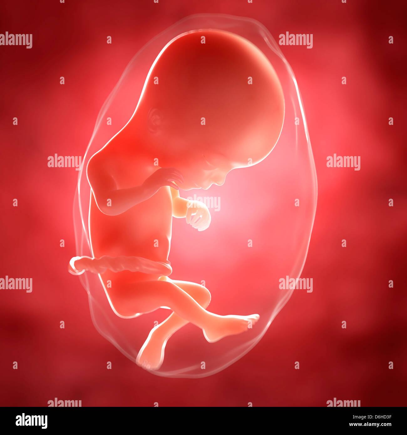 Fœtus A 16 Semaines Artwork Photo Stock Alamy