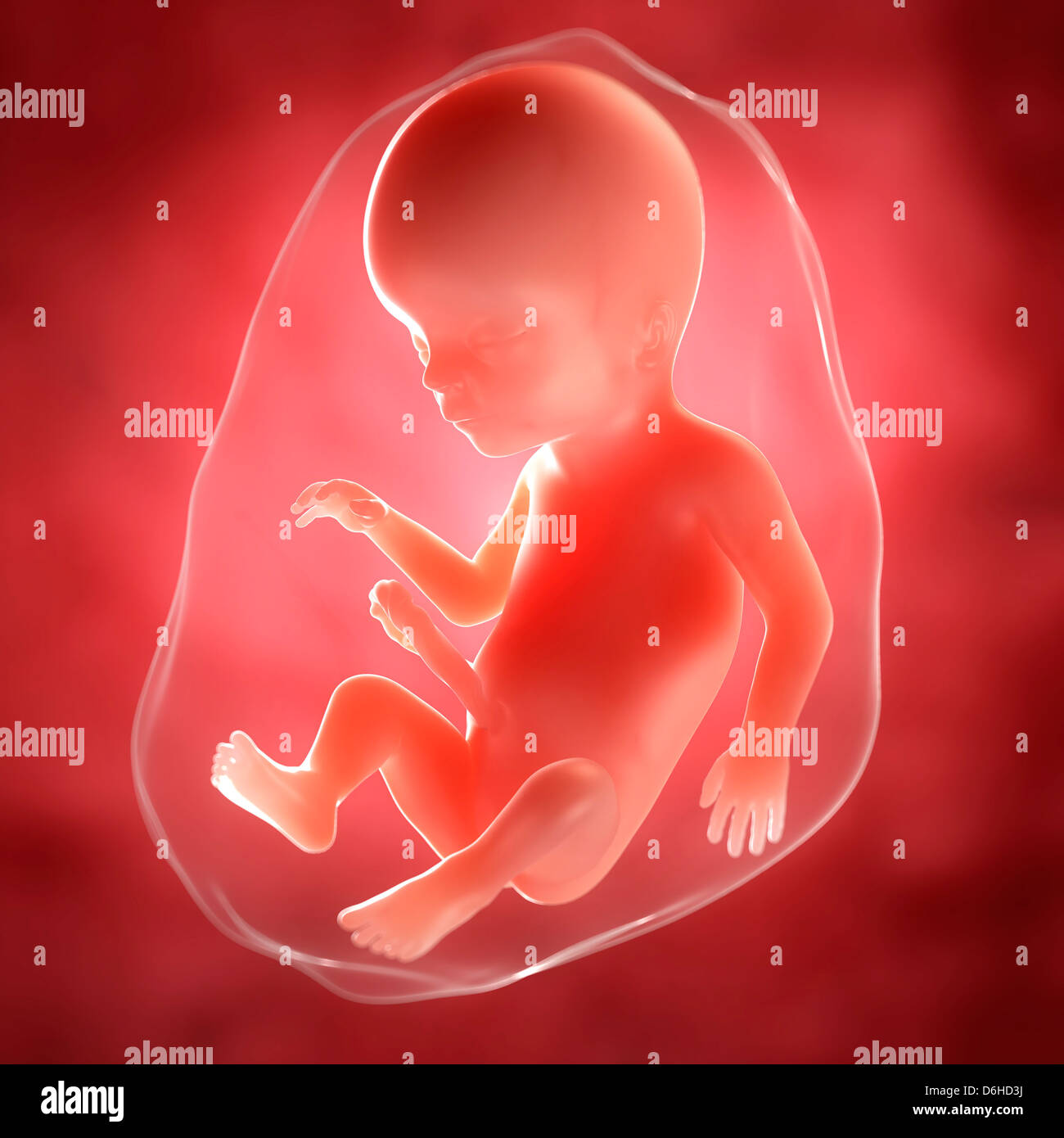 Fœtus A 18 Semaines Artwork Photo Stock Alamy