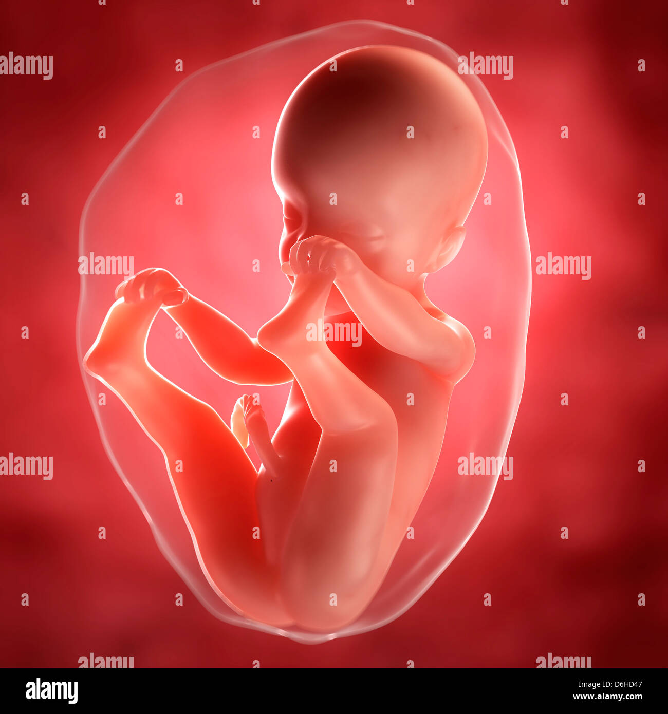 Foetus à 25 semaines Banque de photographies et d'images à haute résolution  - Alamy