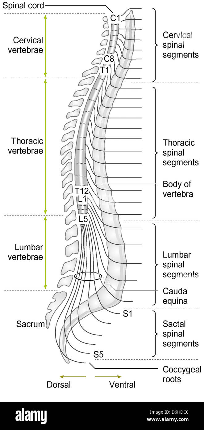 Colonne vertébrale Banque D'Images