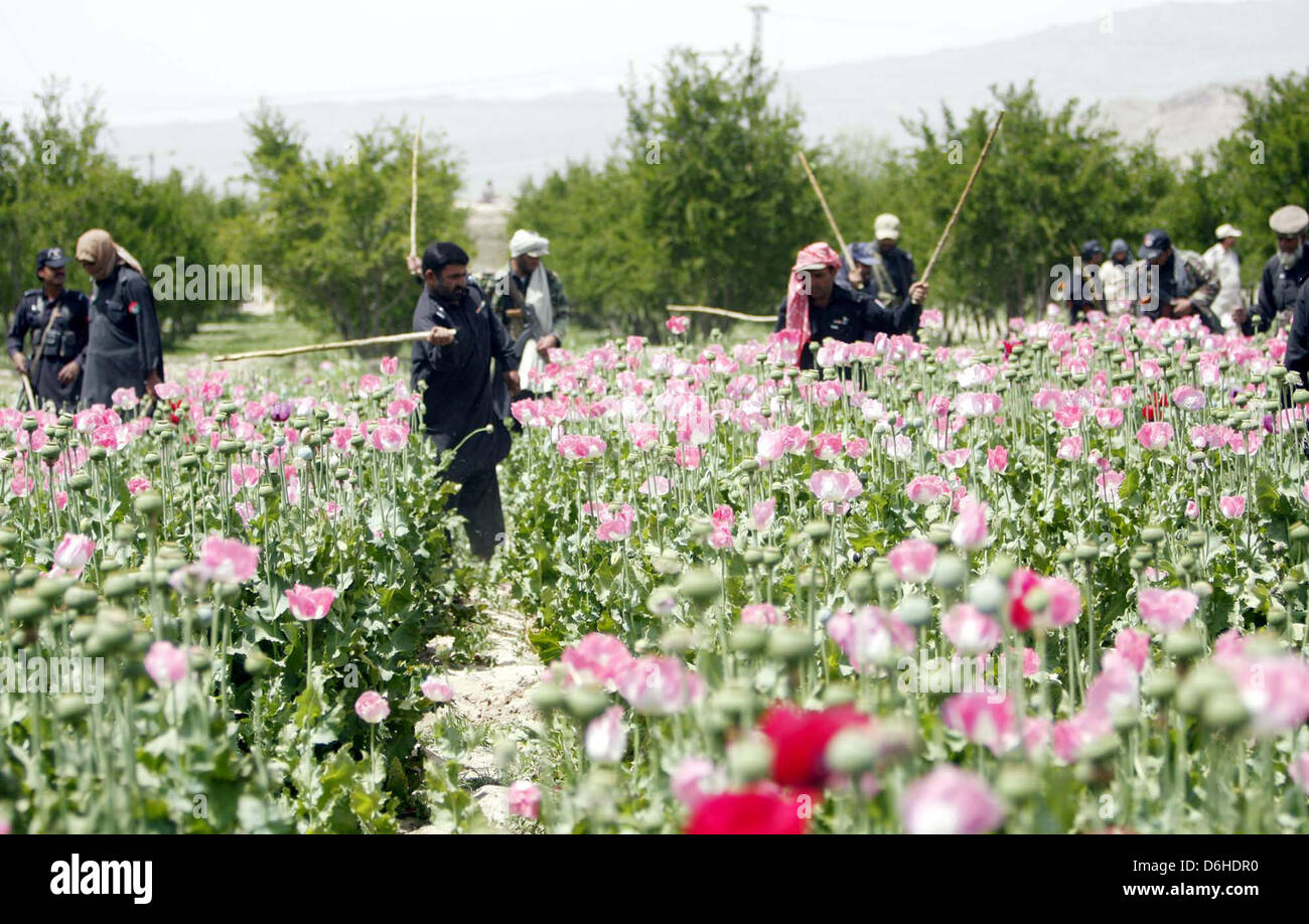 Détruire les agents de sécurité dans un champ de pavot à opium au cours de la campagne de Gulistan en Chaman le jeudi 18 avril, 2013. Selon l'Office des Nations Unies contre la drogue et le crime d'Afghans ont augmenté la taille de leurs champs de pavot de 18 pour cent l'année dernière, aussi haut les prix de l'opium a continué de faire la récolte attrayant. Banque D'Images