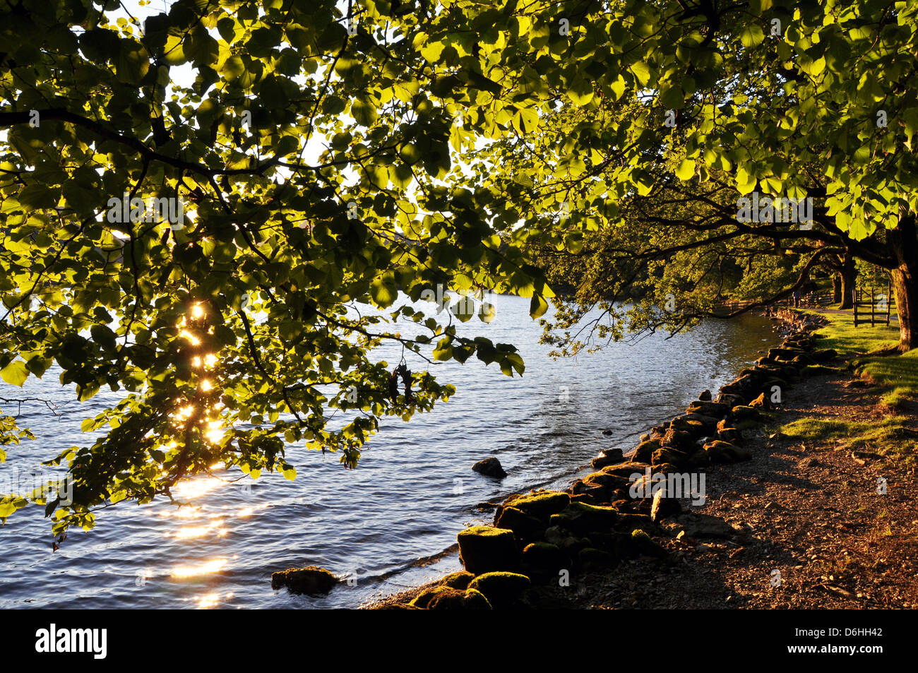 Lumière du soleil à travers les feuilles d'été, Parc National de Lake District, Cumbria UK Banque D'Images