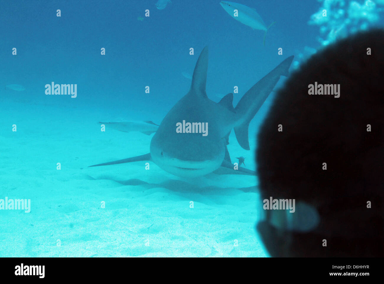 Bull Shark (Carcharhinus leucas) Approche de plongeur, Playa del Carmen, Mexique Banque D'Images