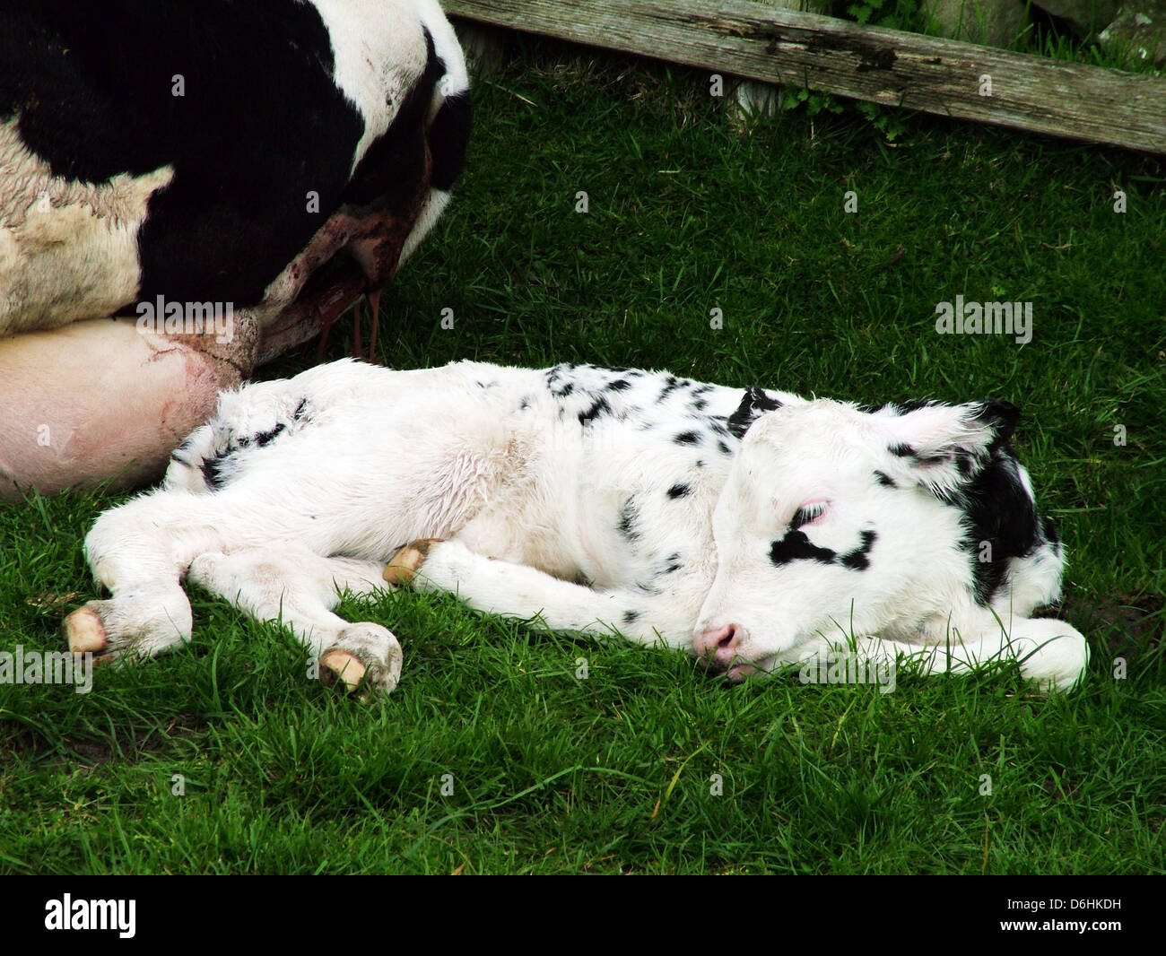 Les vaches Holstein Friesian Bos primigenius taurus vache mère laitière vient de donner naissance au veau Banque D'Images