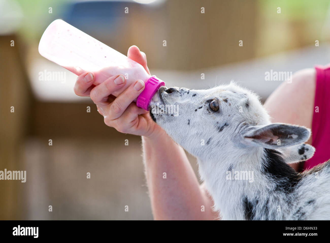 Farmer biberon nouveau-né kid goat. Banque D'Images