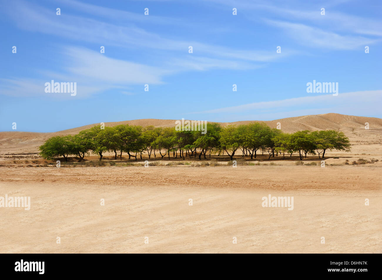 Une belle oasis dans un désert et ciel bleu avec des nuages. Banque D'Images