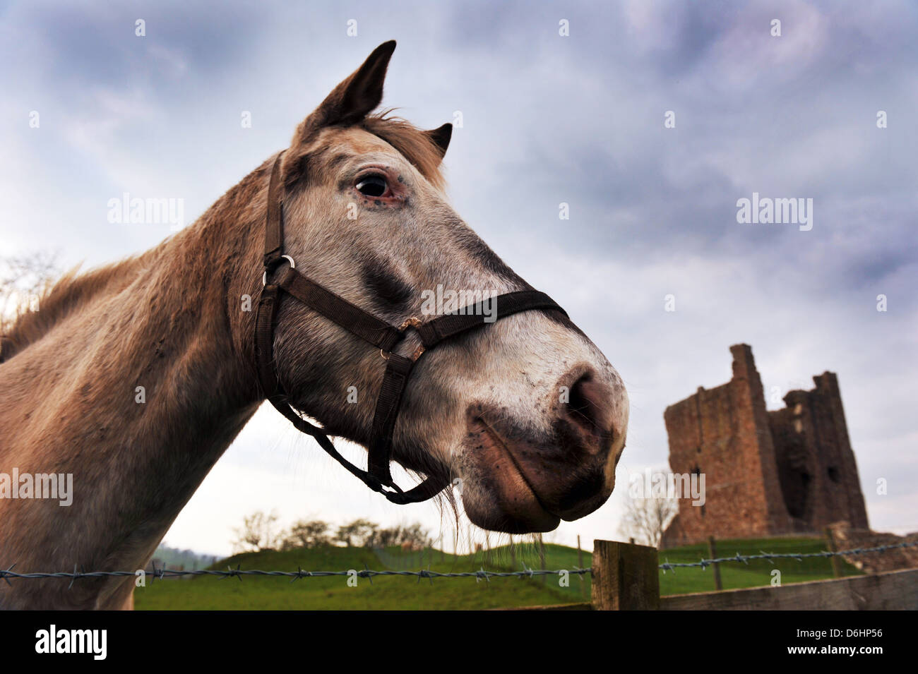 Tête de cheval photographié par en dessous avec Brough Château en arrière-plan. Banque D'Images