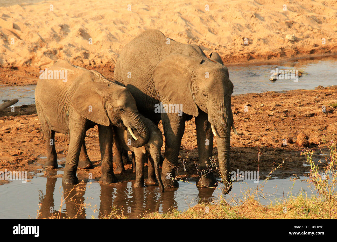 Famille d'éléphants (Loxodonta Africana) boire à l'eau, Parc national de Tarangire, Tanzanie Banque D'Images