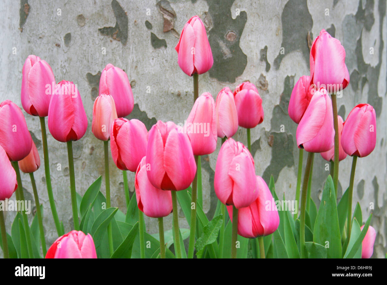 Tulipe rose contre l'écorce des arbres ,texture close up Banque D'Images