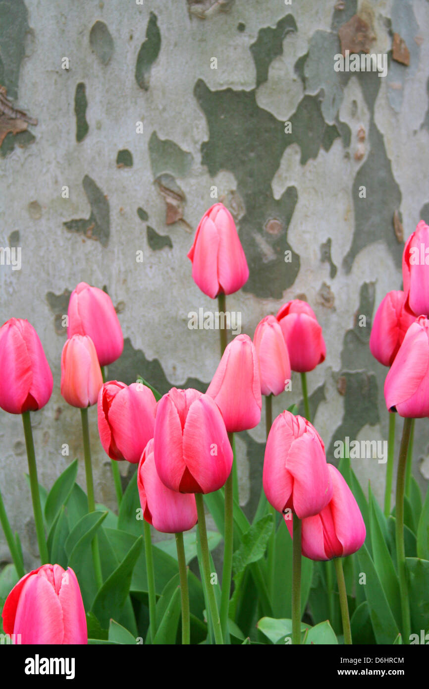 Tulipe rose contre l'écorce des arbres ,texture close up Banque D'Images