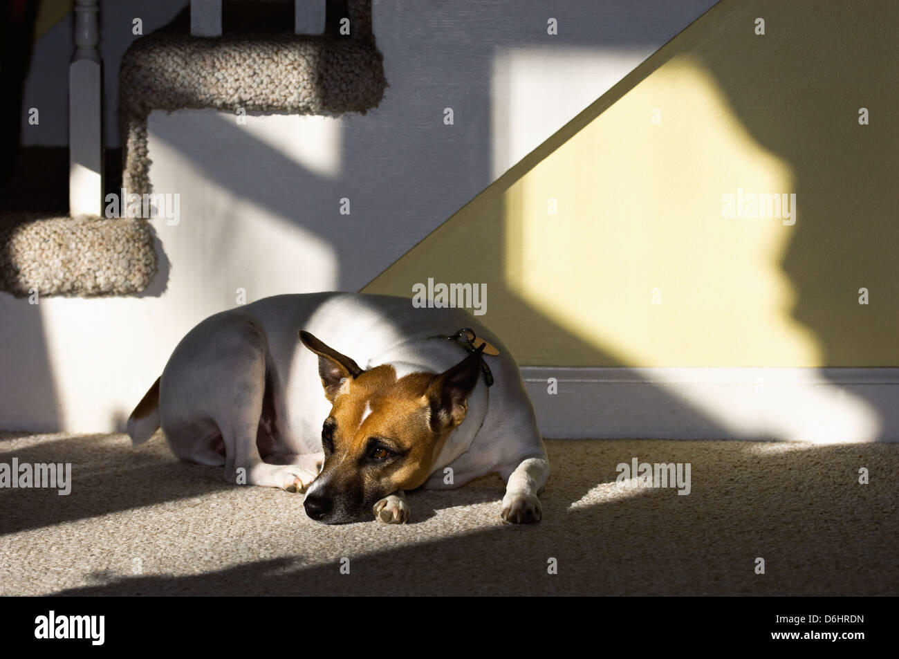 Parson Jack Russell Terrier couché à l'intérieur dans le soleil Banque D'Images