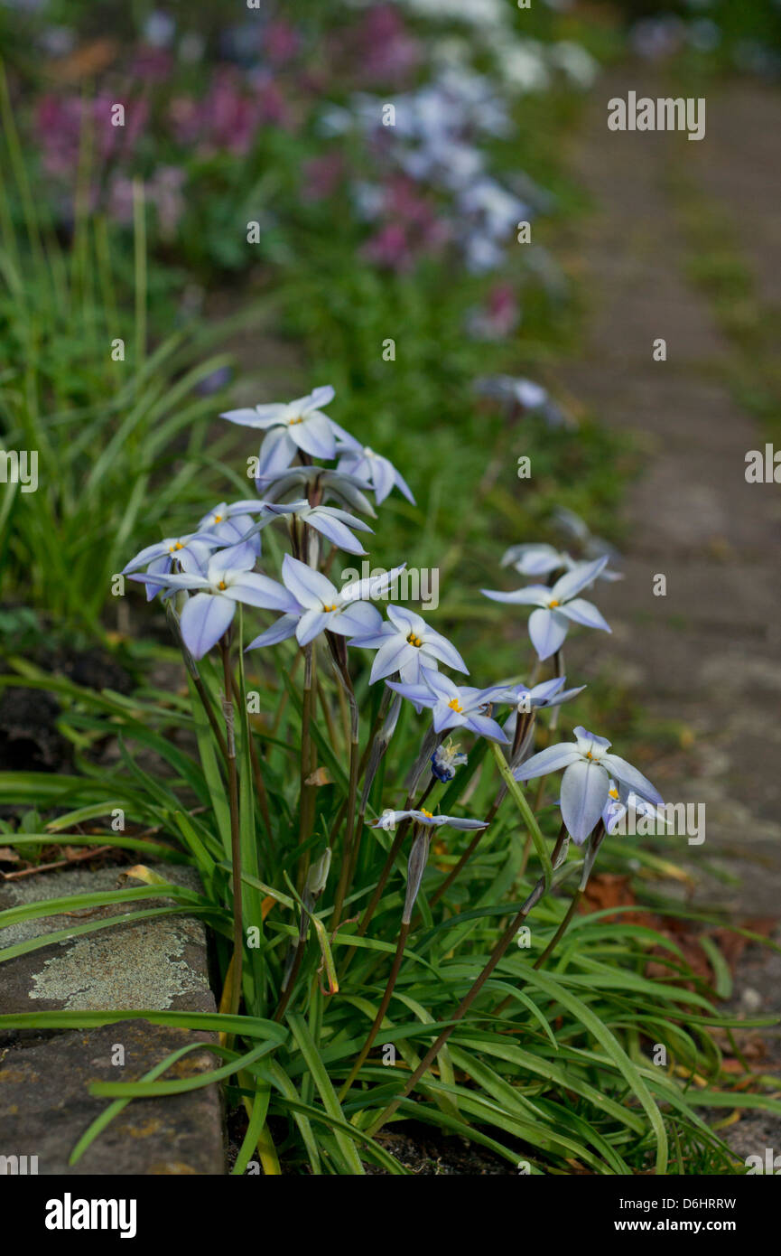 Ipheion uniflorum des fleurs au printemps Banque D'Images