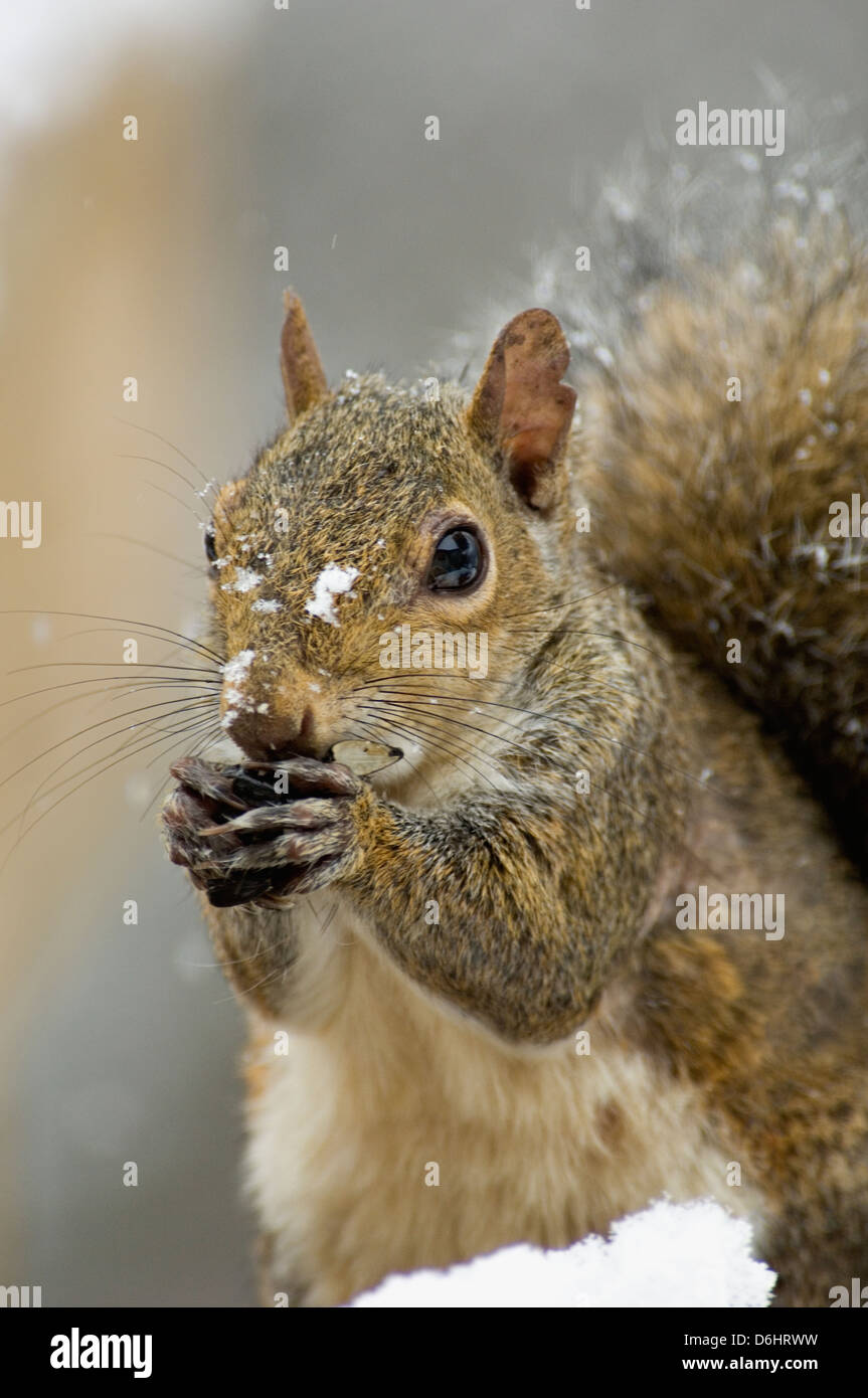 L'Écureuil gris de manger les graines de tournesol noir Mangeoire dans le sud de l'Indiana Banque D'Images