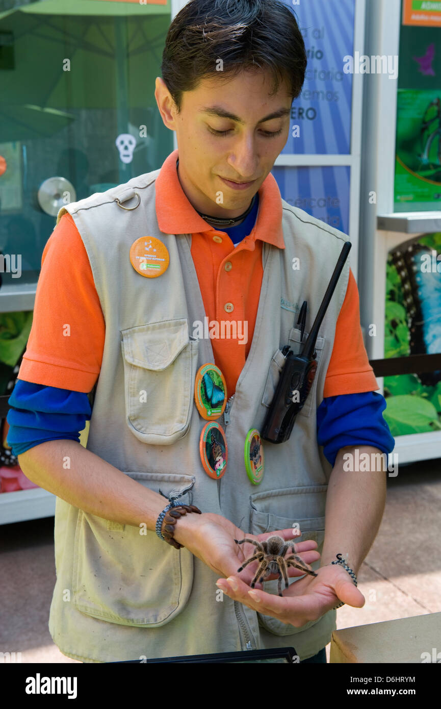 Tarantula et zoologiste, Zoológico de Chapultepec, City Zoo, District Fédéral, Mexico City, Mexique Amérique du Nord Banque D'Images