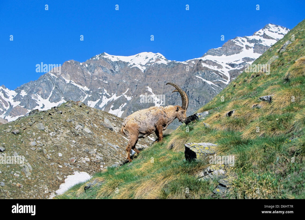 Bouquetin des Alpes (Capra ibex) Bull sur les pâturages de pâturage au printemps. Banque D'Images