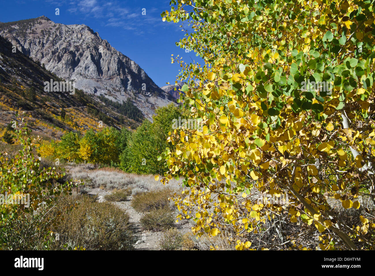 L'automne coloré feuilles au-dessus de la Lundy Canyon Trail dans la partie Est de la Sierra Banque D'Images