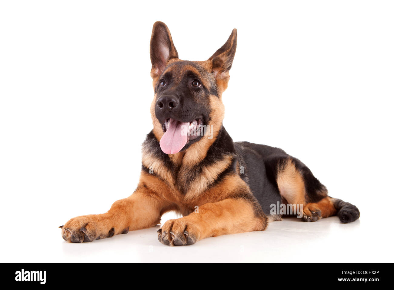 Bebe Berger Allemand Isole Sur Fond Blanc Photo Stock Alamy