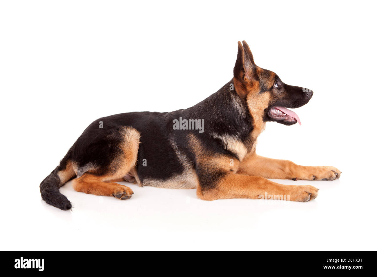 Bebe Berger Allemand Isole Sur Fond Blanc Photo Stock Alamy