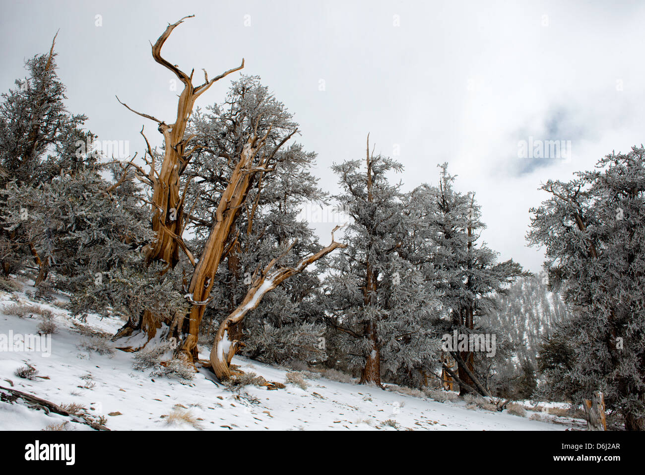 Bristllecone Pins dans la neige, les montagnes Blanches, Californie Banque D'Images