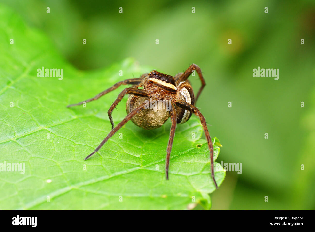 Grosse araignée effrayante sur la feuille verte Banque D'Images