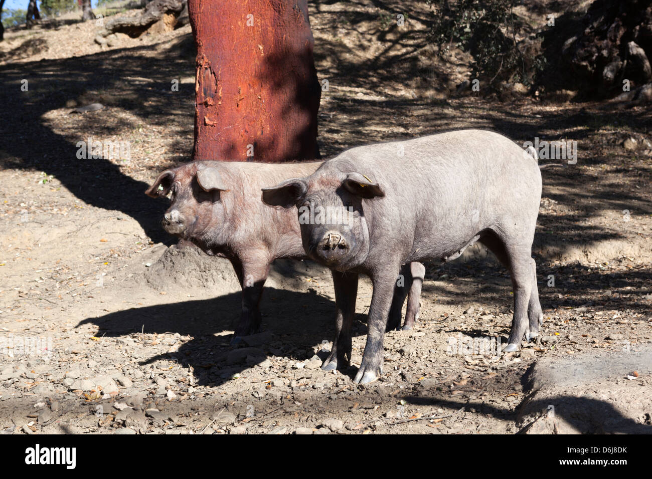 Les porcs noirs ibériques, Aracena, Sierra Morena, Huelva, Andalousie, Espagne, Europe Banque D'Images